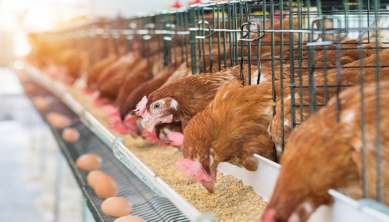 【減量】飼料添加劑可改善蛋雞的生產性能並減少碳足跡