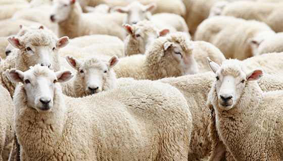 愛爾蘭羊群管理程式Flockwatch