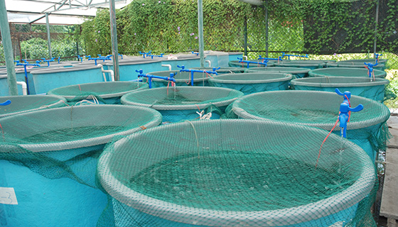 大數據選育出厲害的海水吳郭魚 黃壹聖用科技讓養殖業省水省能源