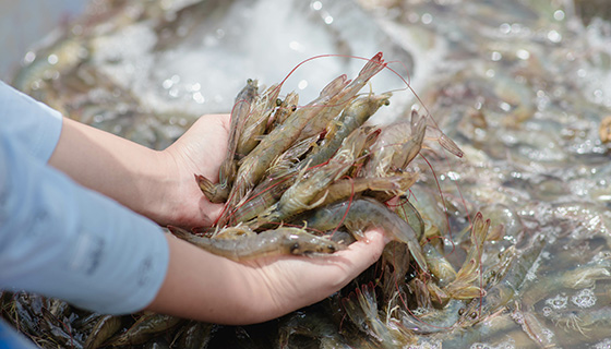丹麥新創公司將養殖魚蝦剩餘養分和二氧化碳轉換成海藻生產所需