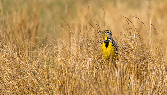 牧場飼養鳥類可增進生物多樣性