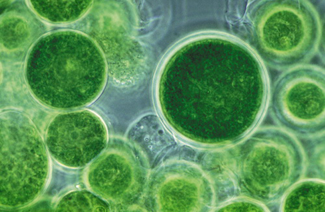 藻類生質燃料：此技術還尚未成熟-1