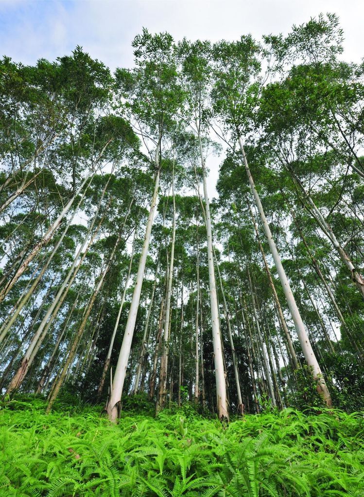 【減量】全球暖化 COP22呼籲保育森林與水資源-1