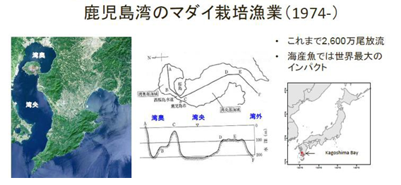 日本漁業種苗放流近一甲子的回顧-11