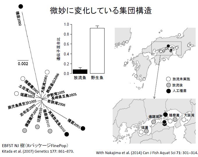 日本漁業種苗放流近一甲子的回顧-21