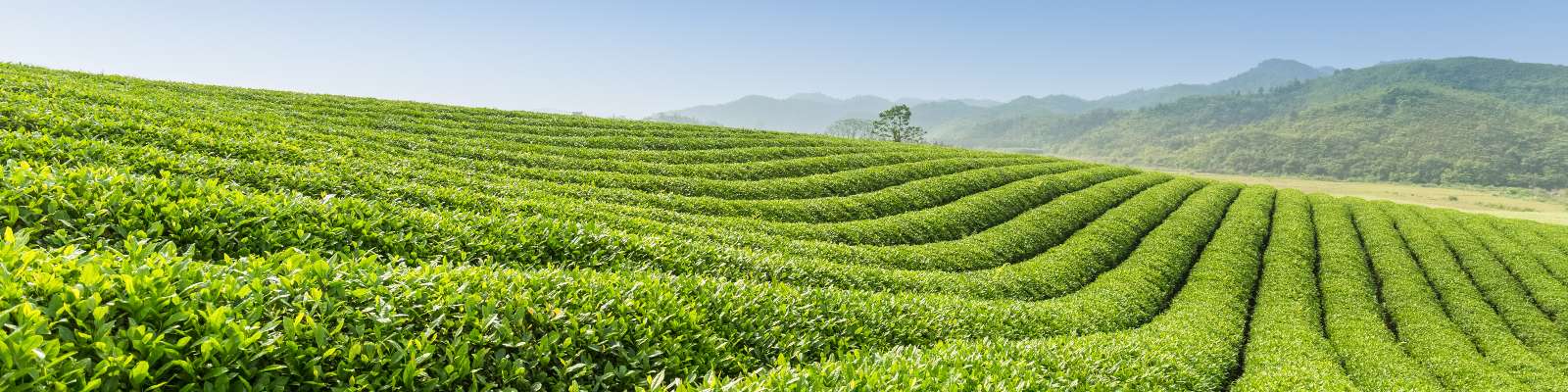 氣候預測提升茶樹氣候變化適應力與韌性