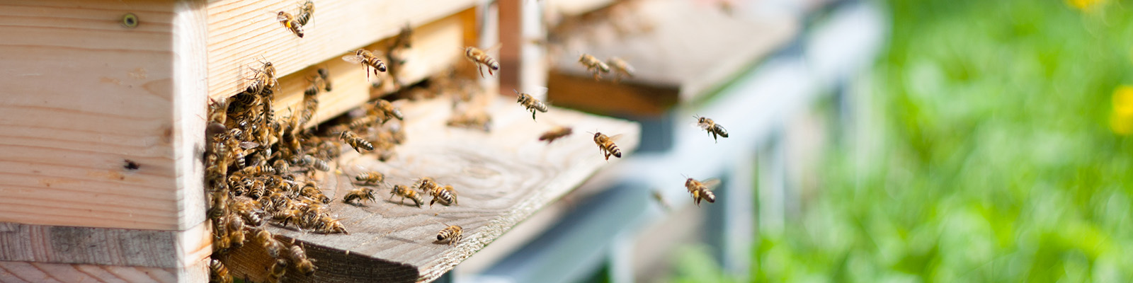 使用決策架構實現養蜂業數位轉型