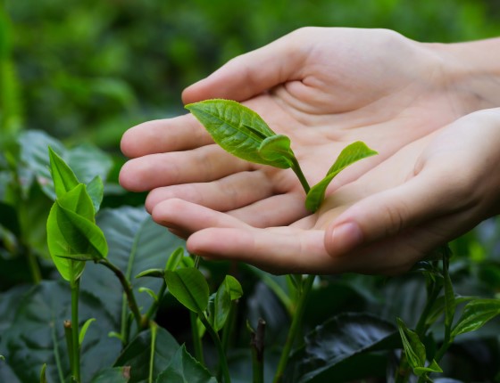 茶產業發展趨勢