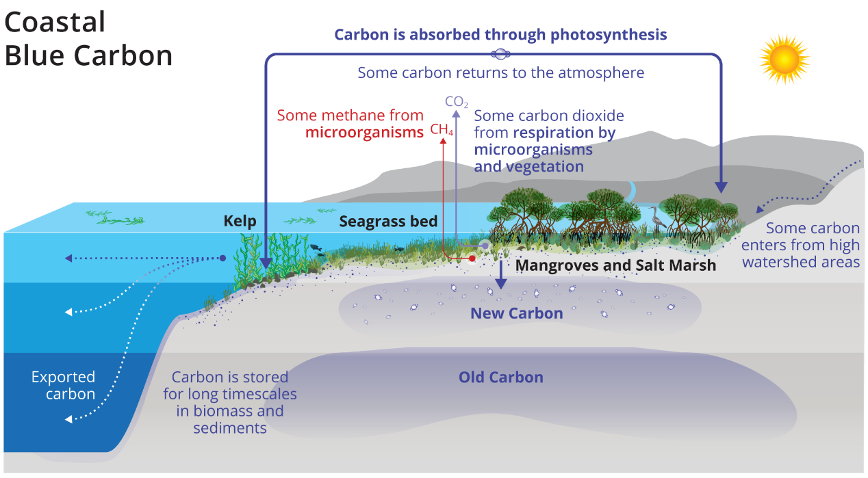 沿岸藍碳生態系碳捕獲及碳封存過程