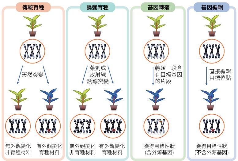植物育種方法與染色體 DNA 突變的關係