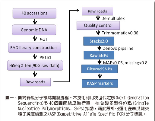 絲瓜雜交種子純度檢測技術-1