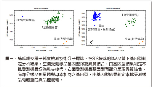 絲瓜雜交種子純度檢測技術-3