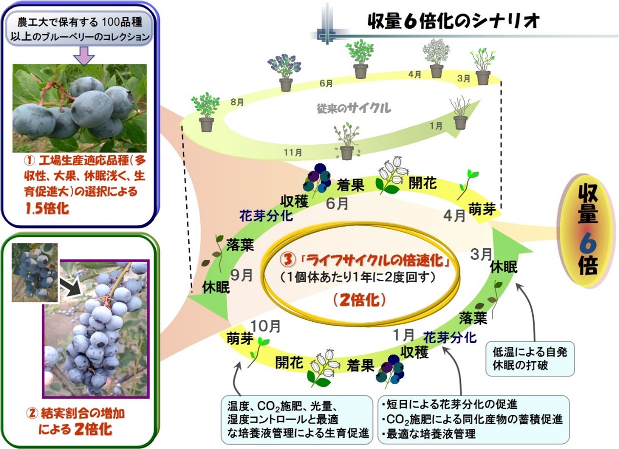 日本第一家果樹工廠全年可採摘藍莓並成功於伊勢丹百貨銷售-1