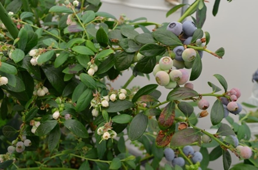 日本第一家果樹工廠全年可採摘藍莓並成功於伊勢丹百貨銷售-2