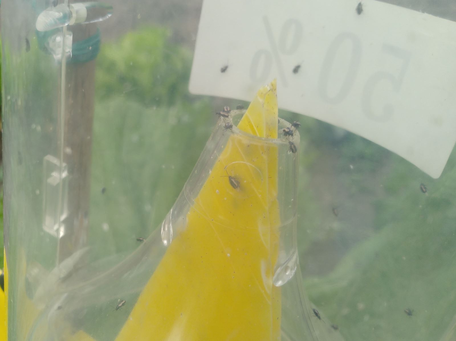新型黃條葉蚤誘捕裝置生產及使用技術-2