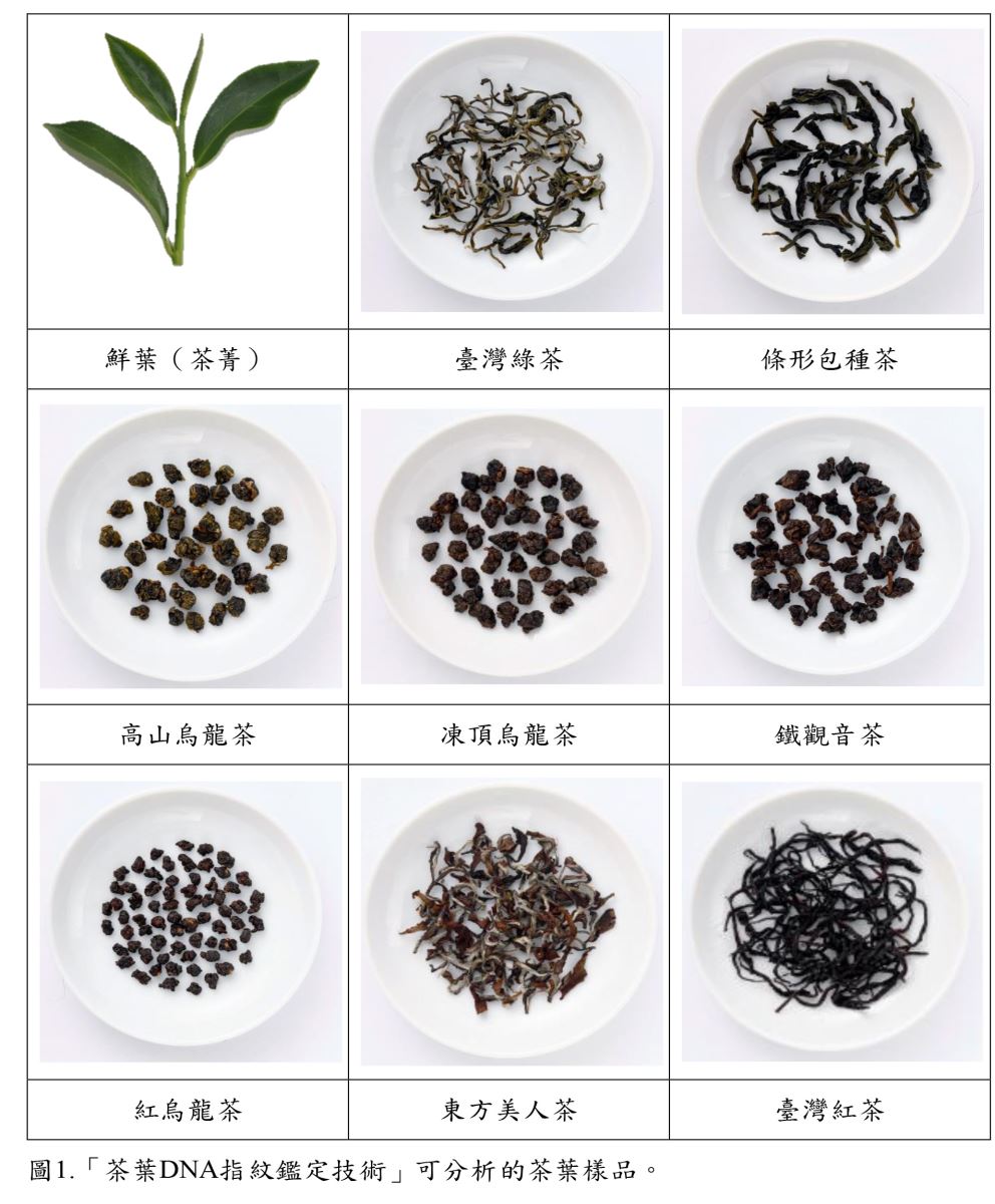 臺灣茶品種鑑定最佳利器-茶葉DNA指紋鑑定技術-1