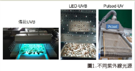 以蕈菇生產  維生素D2之技術-1