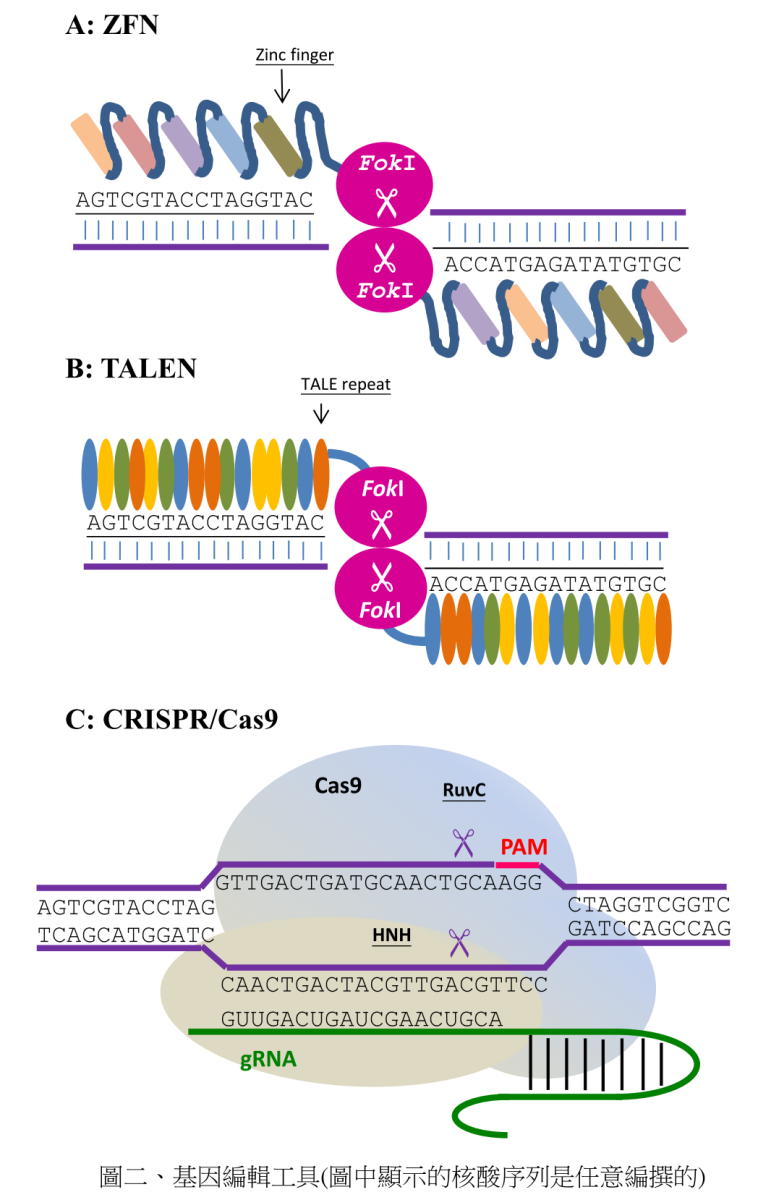 植物育種技術之演進：談新興基因編輯技術 CRISPR/Cas9 於農業之應用-2