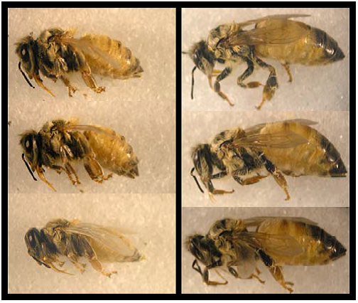 世界首次發現誘使蜜蜂幼蟲成長為女王蜂的蛋白質-1