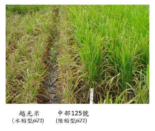抗稻熱病基因的發現，水稻品種改良邁入新里程碑-1