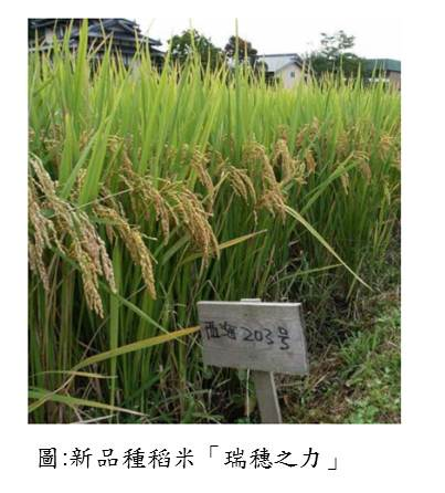 高產抗病低成本之製粉/飼料用水稻開發成功-1