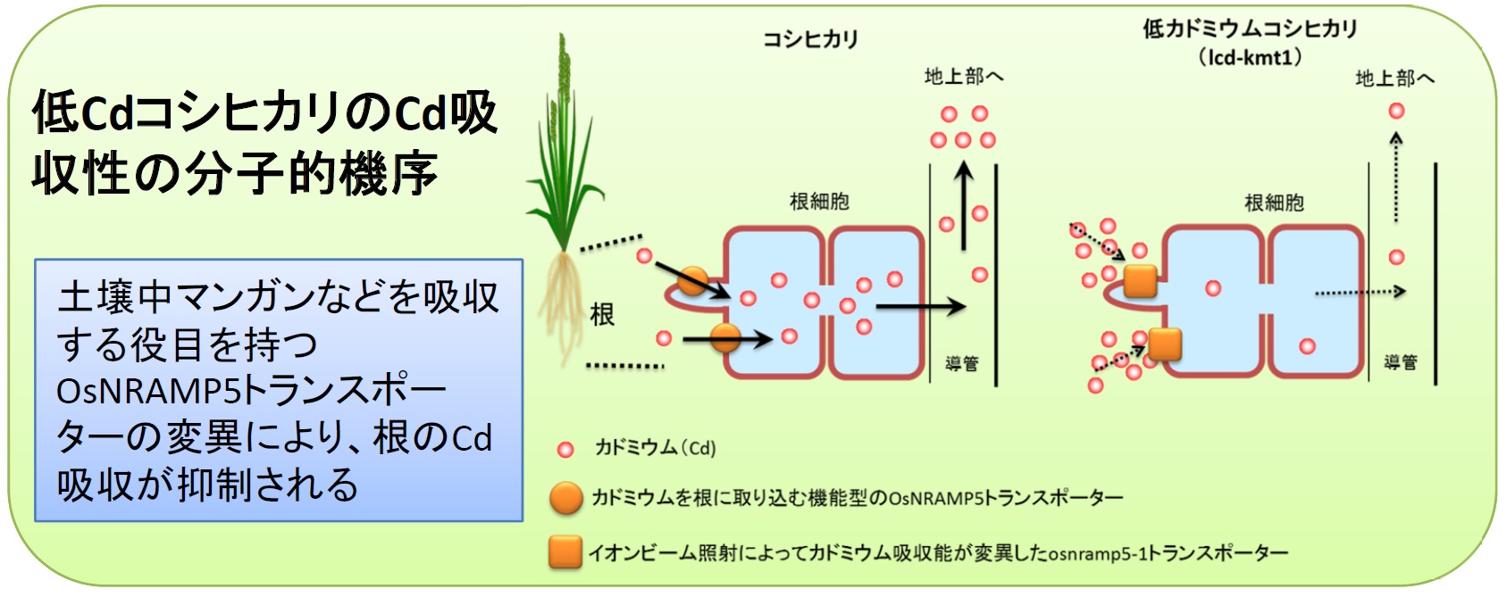 發現抗鎘越光水稻的基因!-1