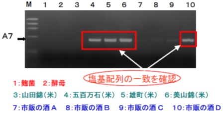 首次完成從日本酒與葡萄酒判別原料品種的技術開發-1