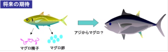 成功育成僅生出虹鱒(學名: Oncorhynchus mykiss 、英文名：Rainbow trout)後代的代理雙親山女魚(yamame，被認為與台灣櫻花鉤吻鮭同種的日本陸封型鮭魚)---可能應用於生產鮪魚和鯖魚-1