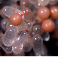 解開可以辨識白蟻卵的化學物質---卵辨識費洛蒙的真相-1
