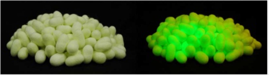 世界首次成功採用基因改造蠶開發螢光色之高機能絲線?纖維-1