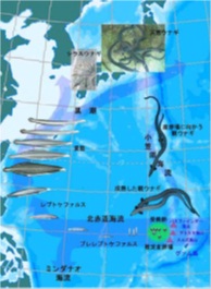 世界首次成功捕獲在產卵海域成熟的鰻魚親代-1