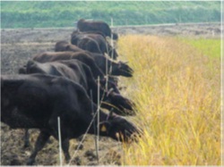 開發合理農地利用法，達成利用水稻作為飼料進行繁殖和牛周年放牧的目標-1