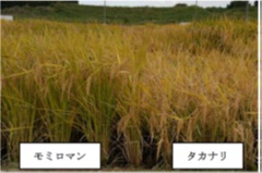 育成可望每1,000平方公尺收穫超過800公斤糙米的飼料米用品種「?????」-1