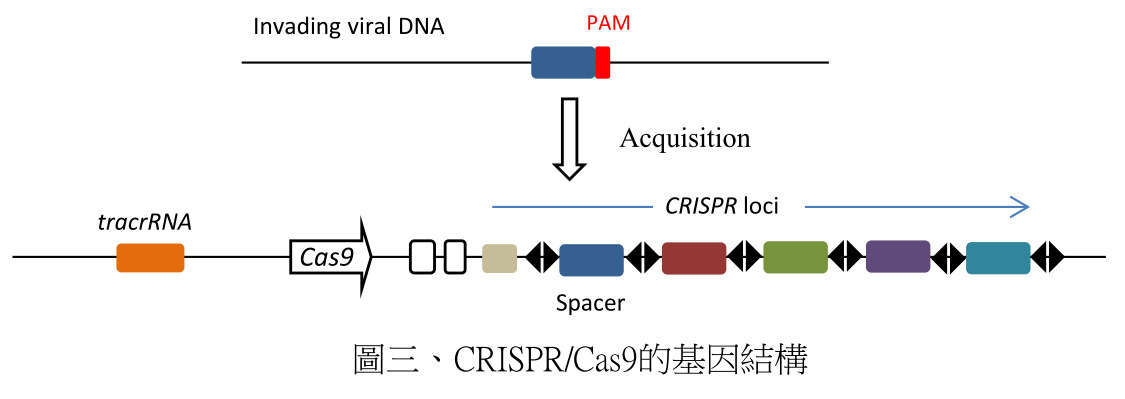 植物育種技術之演進：談新興基因編輯技術 CRISPR/Cas9 於農業之應用-3
