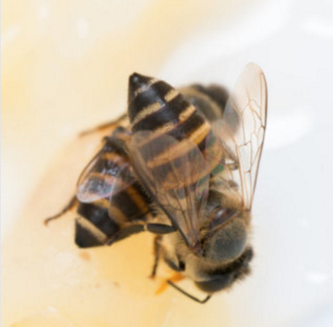 蜜蜂攝取到少量的農藥