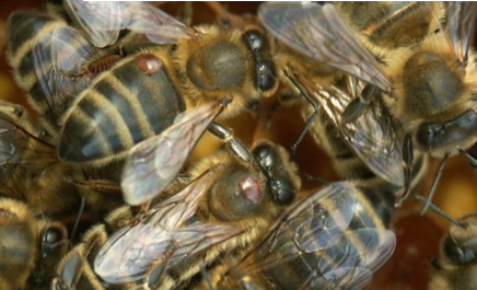 殺蟲劑導致瓦?傳播病毒引發蜜蜂大量死亡