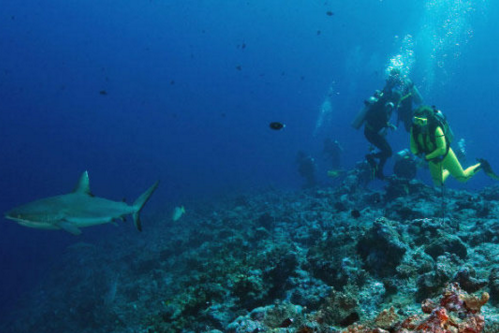 過度捕撈鯊魚會損害珊瑚礁