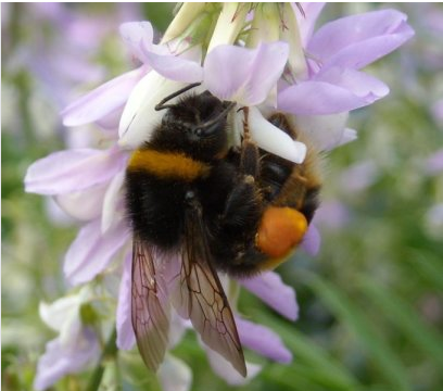 農藥改變了蜜蜂覓食的行為
