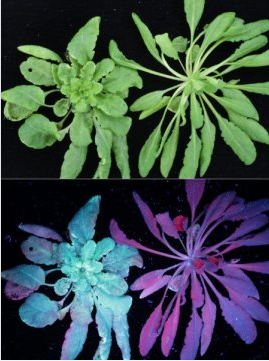 生物學家利用變換'誘餌'的方式，讓植物的抗菌防禦病毒攻擊