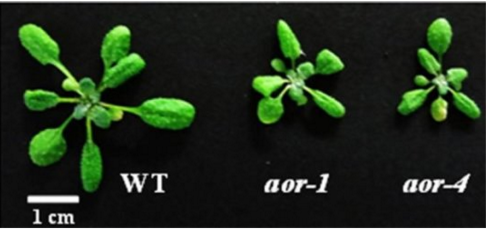 植物基因可以抑制光合作用下所產生的有毒物質 