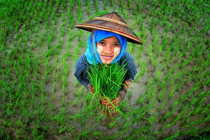 緬甸的氣候智能型農業戰略目標是提高作物對氣候的適應性並將其永續發展