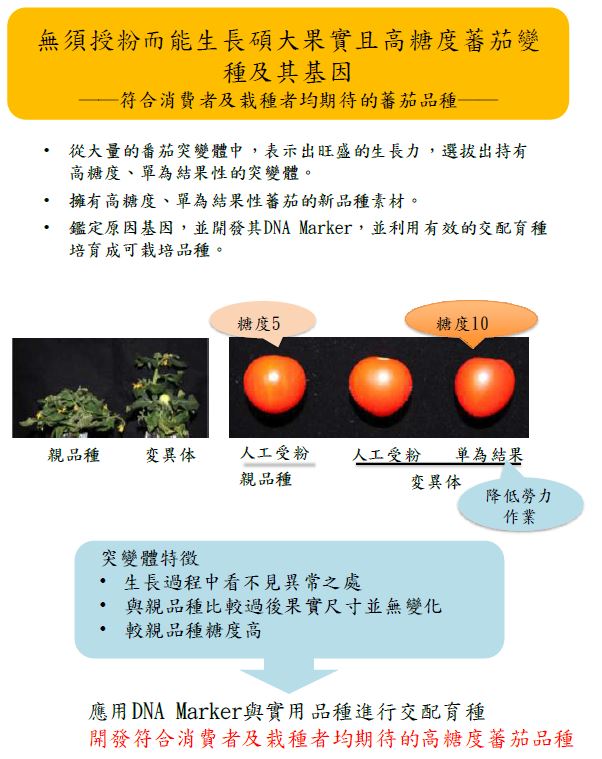 【日本】2015年十大農業技術研究-無須授粉可生長碩大果實且高糖度蕃茄變種及其基因─符合消費者及栽種者均期待的蕃茄品種