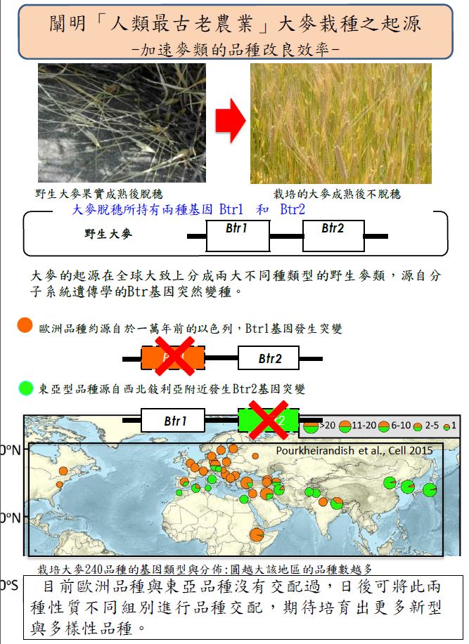 【日本】2015年十大農業技術研究-闡明「人類最古老農業」大麥栽種之起源-麥類的有效栽培