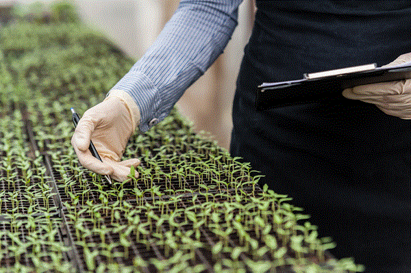 耐砷木黴菌可減緩土壤中的砷對鷹嘴豆植株之影響