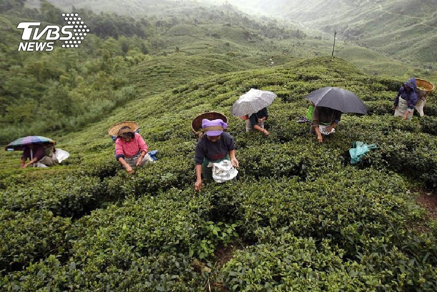 氣候變遷茶樹難長　印度大吉嶺茶恐缺貨