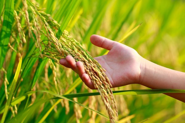 聯合國糧農組織與國際水稻研究所加強合作以推動全球永續稻米生產