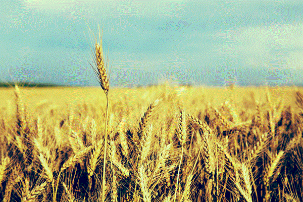 對抗小麥莖銹病的新發現