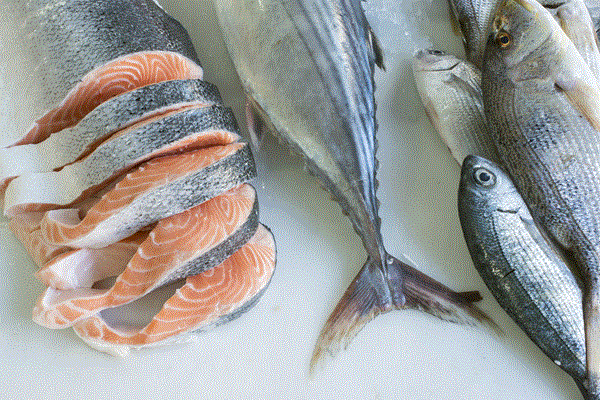 含油酵母作為養殖魚飼料中替代成分之應用