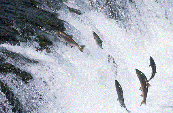 族群遺傳研究結果顯示芬蘭大西洋鮭之尺寸正在逐年縮水中