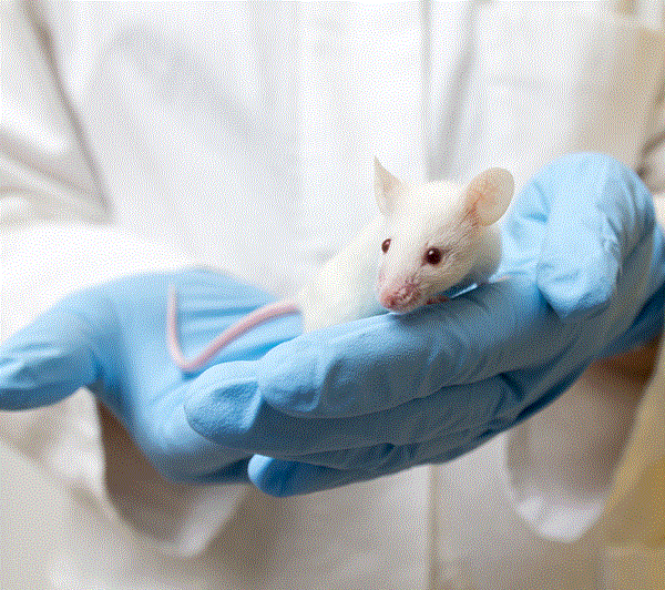 使用小鼠多功能幹細胞培養更逼真的皮膚模型
